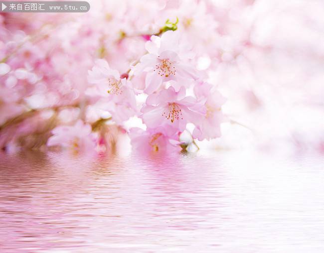 点击大图看下一张：粉色樱花背景可爱迷人