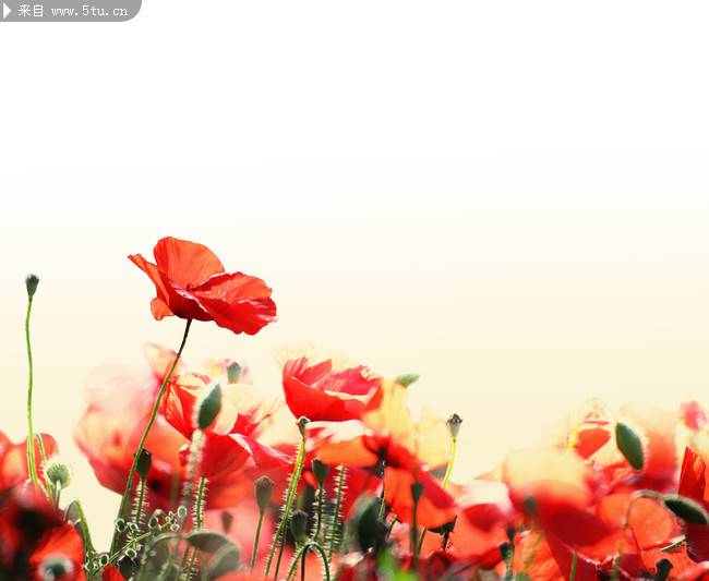 点击大图看下一张：唯美红色罂粟花背景图片素材