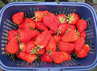 一篮子新鲜的红草莓图片