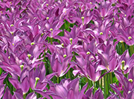 紫色郁金香图片下载