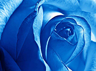 蓝色玫瑰花特写高清图片