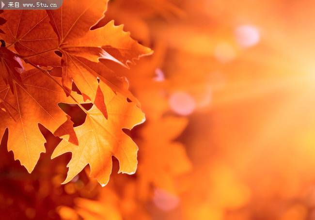 点击大图看下一张：秋天红枫叶图片美丽烂漫
