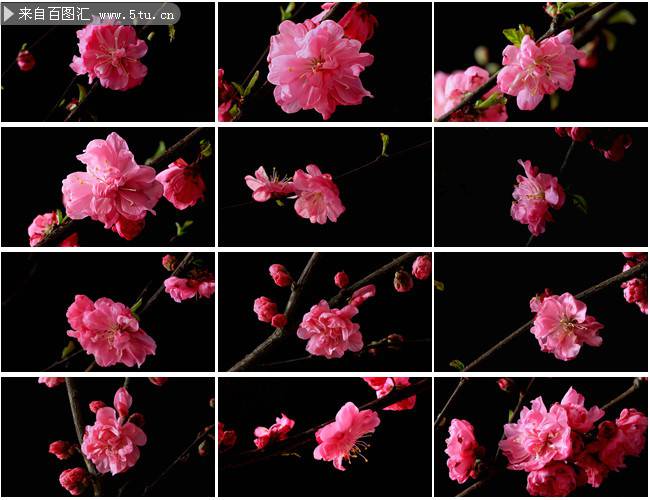 点击大图看下一张：粉嫩娇艳的樱花图片素材欣赏
