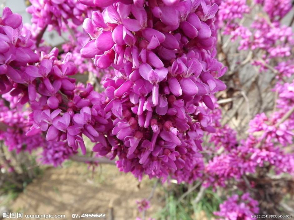 点击大图看下一张：柳州紫荆花图片高清摄影赏析