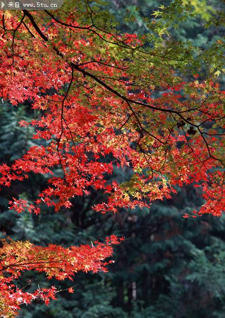 点击大图看下一张：秋季枫树叶唯美图片