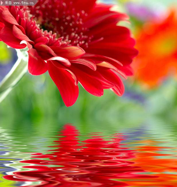 点击大图看下一张：倒映湖面的热烈红色非洲菊图片