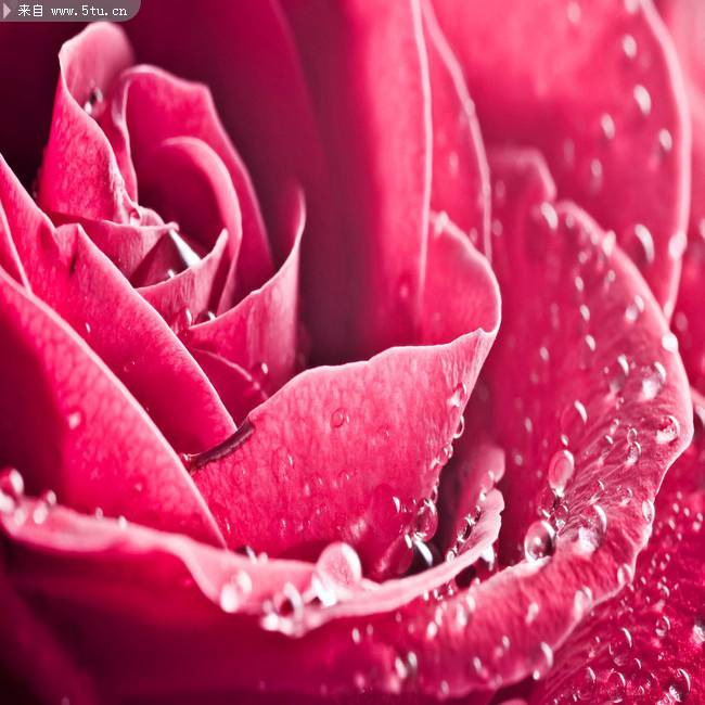 点击大图看下一张：娇艳欲滴的玫瑰花微距图片