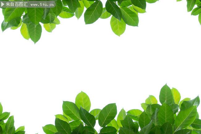 点击大图看下一张：清新绿色树叶植物背景图片边框