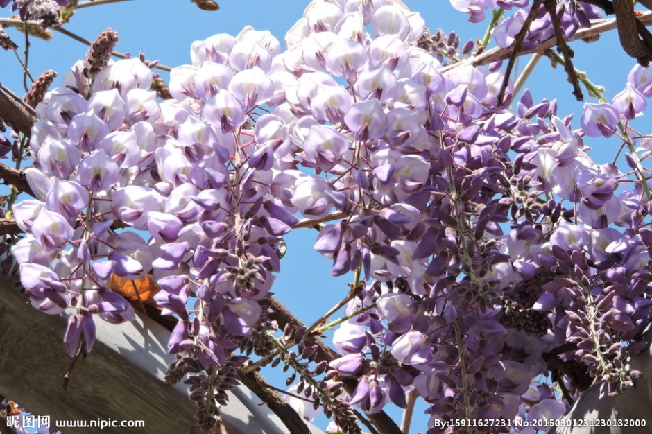 点击大图看下一张：紫藤花图片唯美壮丽迷人