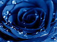 蓝色玫瑰花与水滴图片