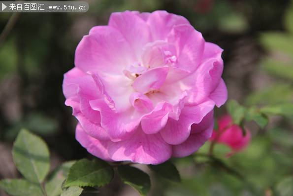 点击大图看下一张：娇柔的蔷薇花特写图片