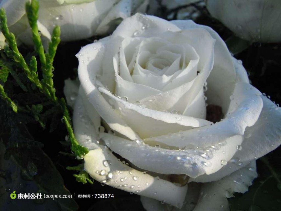 点击大图看下一张：白玫瑰的水珠高清图片下载