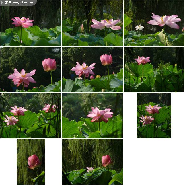 点击大图看下一张：夏日池塘里的莲花高清图片