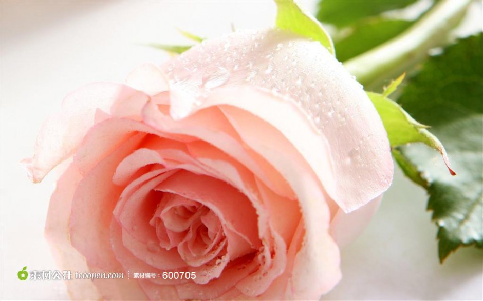 点击大图看下一张：布满水珠的粉玫瑰图片素材