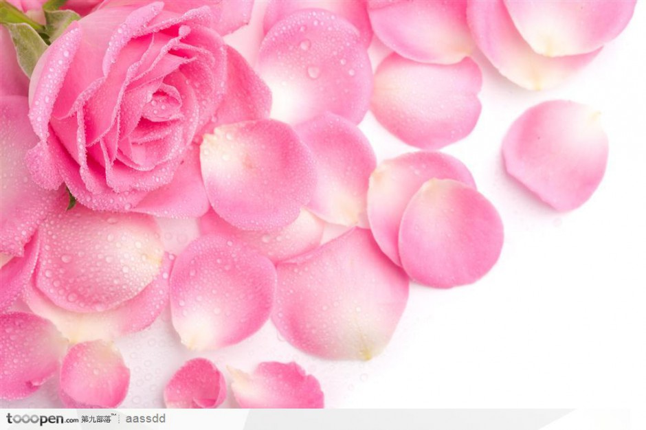 点击大图看下一张：粉色玫瑰花图片背景素材