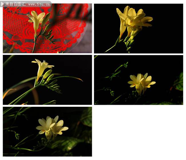 点击大图看下一张：香雪兰花图片大全精选鲜花素材