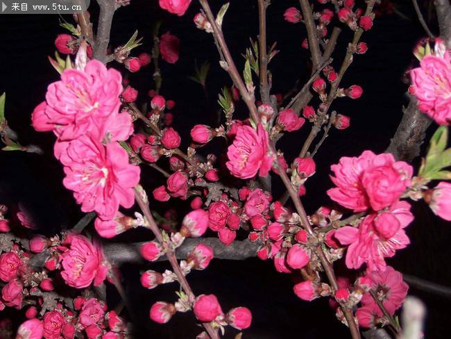 点击大图看下一张：夜间绽放的艳丽桃花图片