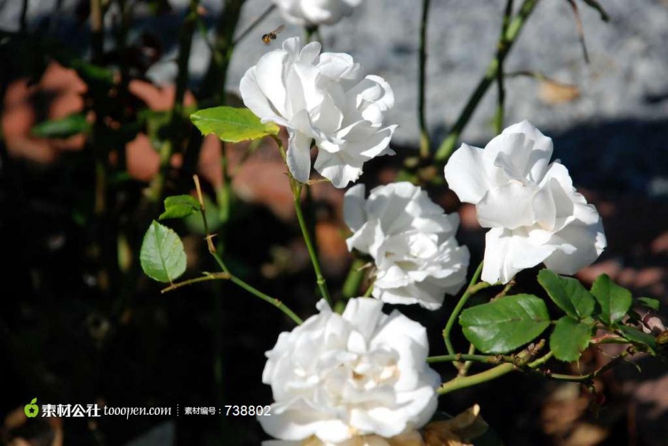 点击大图看下一张：唯美的白玫瑰高清图片赏析