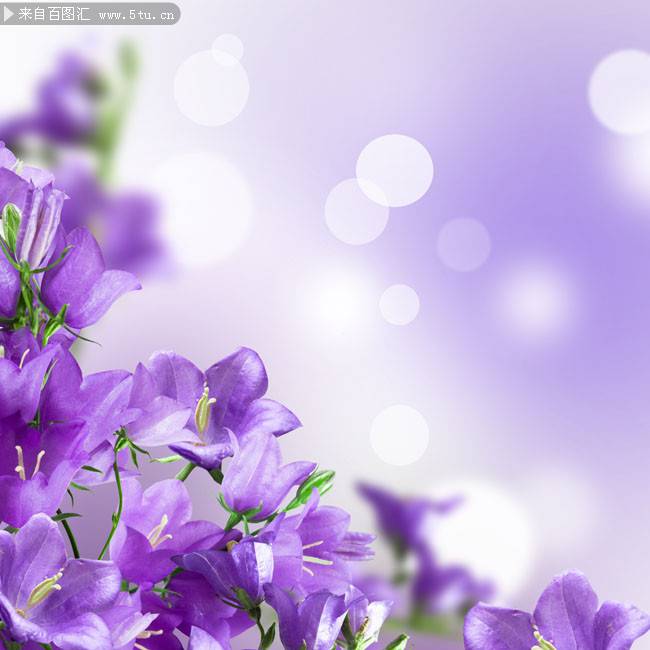点击大图看下一张：铃兰花图片唯美紫色鲜花背景素材