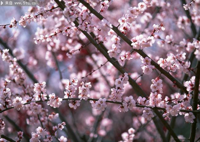 点击大图看下一张：娇媚粉桃花簇拥枝头 唯美桃花图片