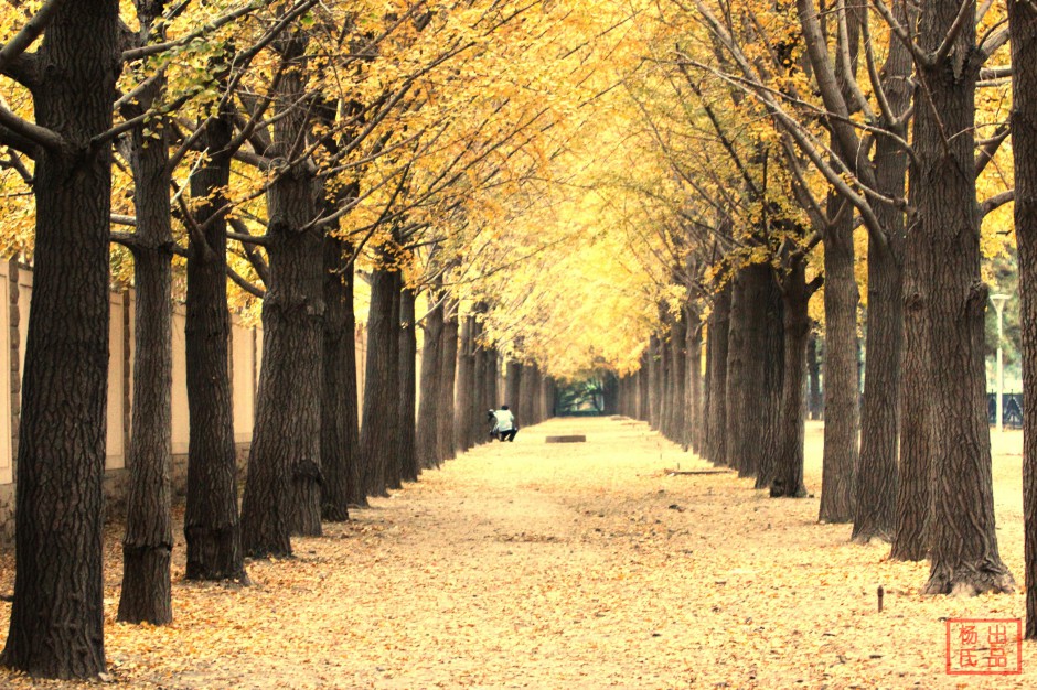 点击大图看下一张:夏天的银杏树林精美图片