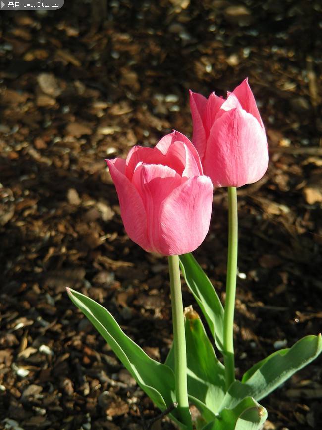 点击大图看下一张：唯美的粉红郁金香图片