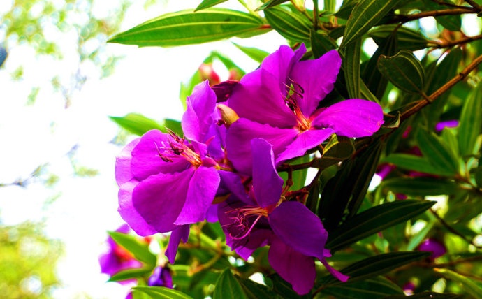 点击大图看下一张：精美的野生紫花杜鹃植物图片