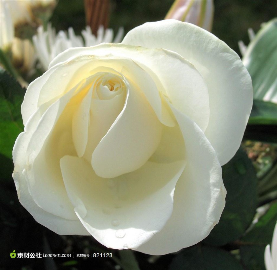 点击大图看下一张：高尚纯洁的白玫瑰高清图片