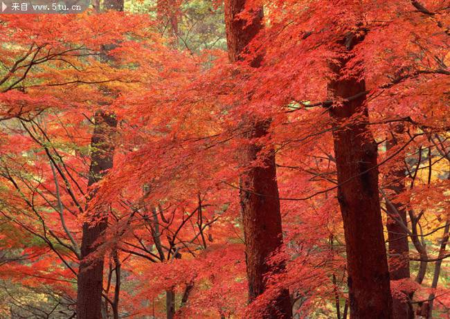 点击大图看下一张：生机勃勃的红枫树林风景图片