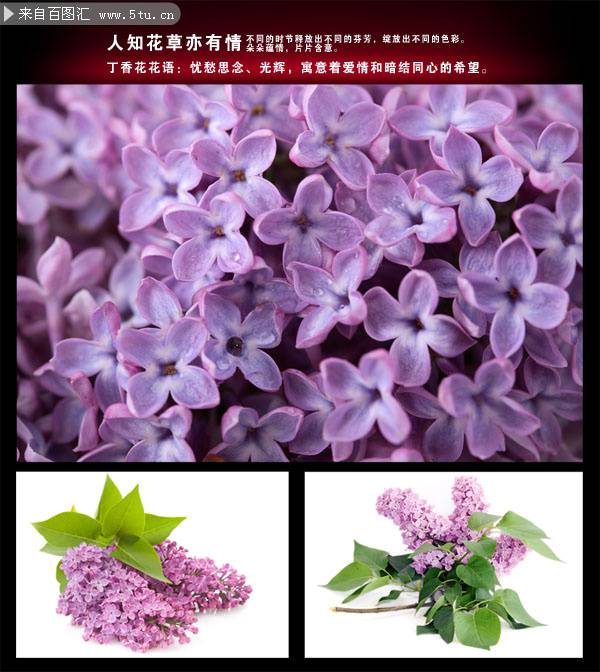 点击大图看下一张：清新俏丽的紫色丁香花图片