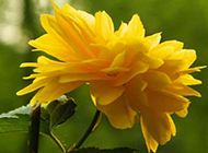 阳光下的黄色花朵图片