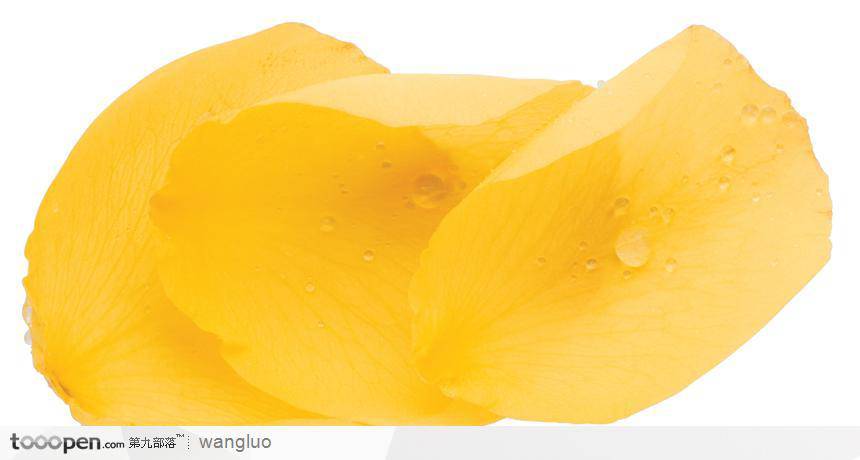 点击大图看下一张：带水珠的黄玫瑰花瓣图片