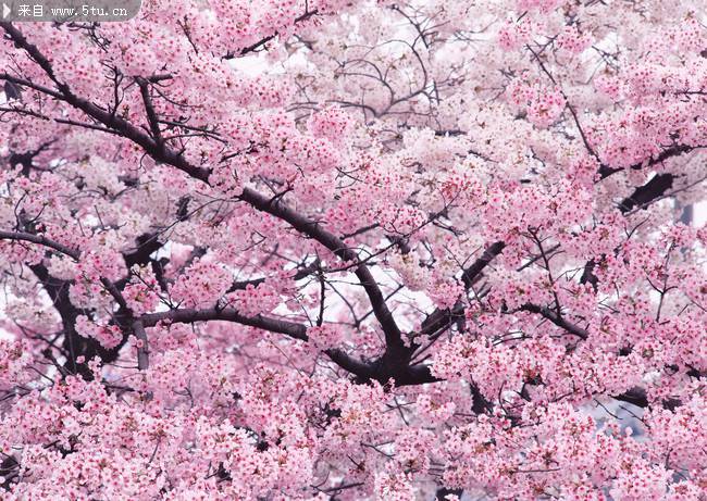 点击大图看下一张：粉色娇艳的樱花图片