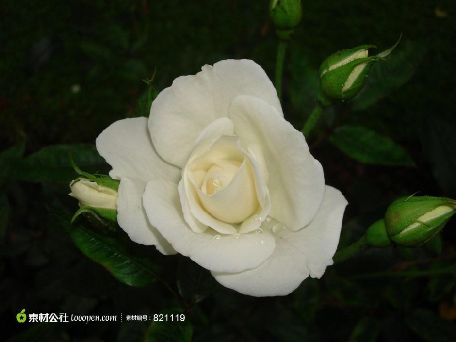点击大图看下一张：纯真唯美的白玫瑰高清图片