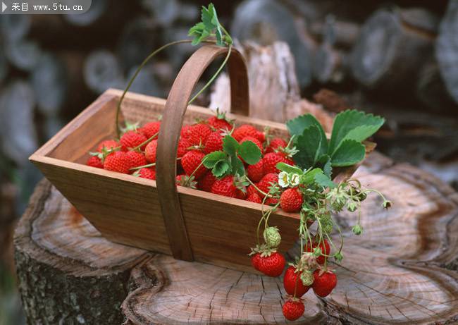 点击大图看下一张：红彤彤的草莓水果图片