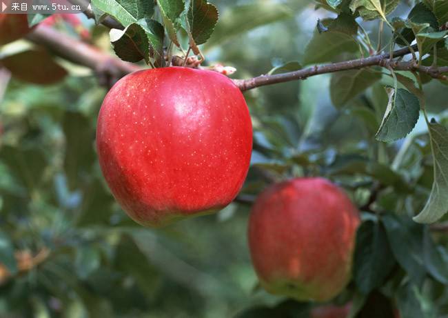 点击大图看下一张：挂在树上的红苹果图片