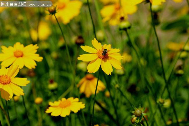 点击大图看下一张：秋天山间黄色野菊花图片