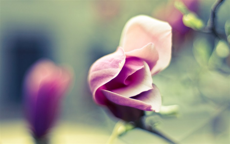 点击大图看下一张：春日玫瑰花苞唯美清新图片