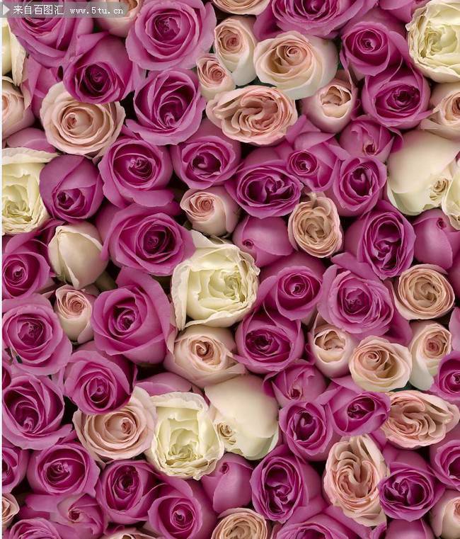 点击大图看下一张：紫玫瑰花背景图片素雅唯美