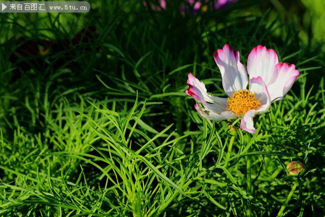 点击大图看下一张：草丛中的盛开的野菊花图片