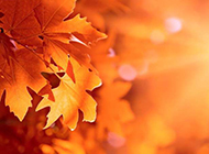 秋天红枫叶图片美丽烂漫