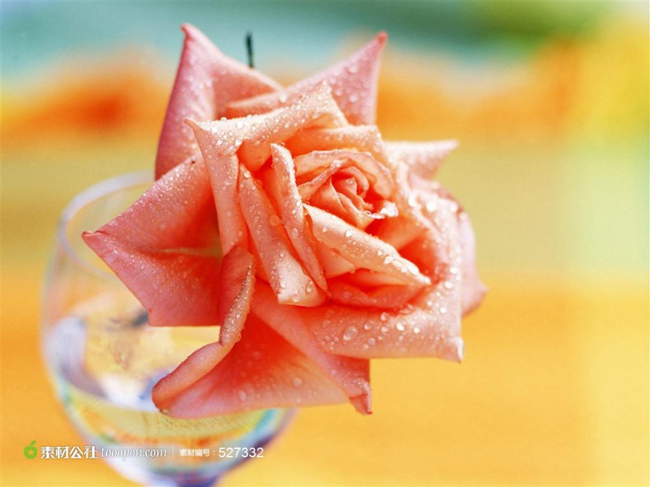 点击大图看下一张：鲜花素材唯美娇艳的粉玫瑰