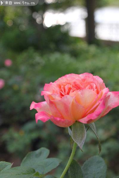 点击大图看下一张：唯美的粉玫瑰特写图片
