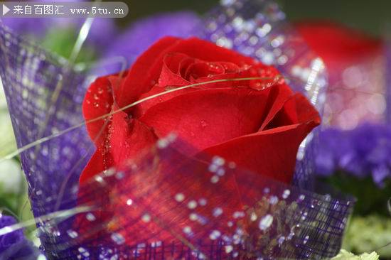 点击大图看下一张：唯美的红玫瑰鲜花图片