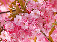 粉红樱花背景图片素材
