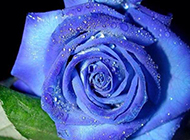诱人的蓝色玫瑰花图片