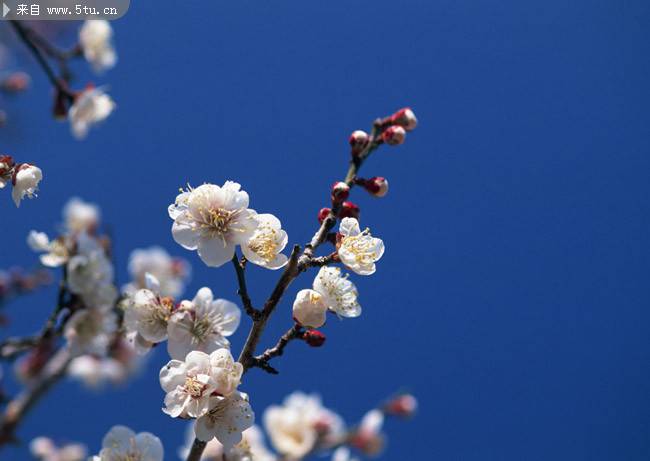 点击大图看下一张：桃花盛开的季节