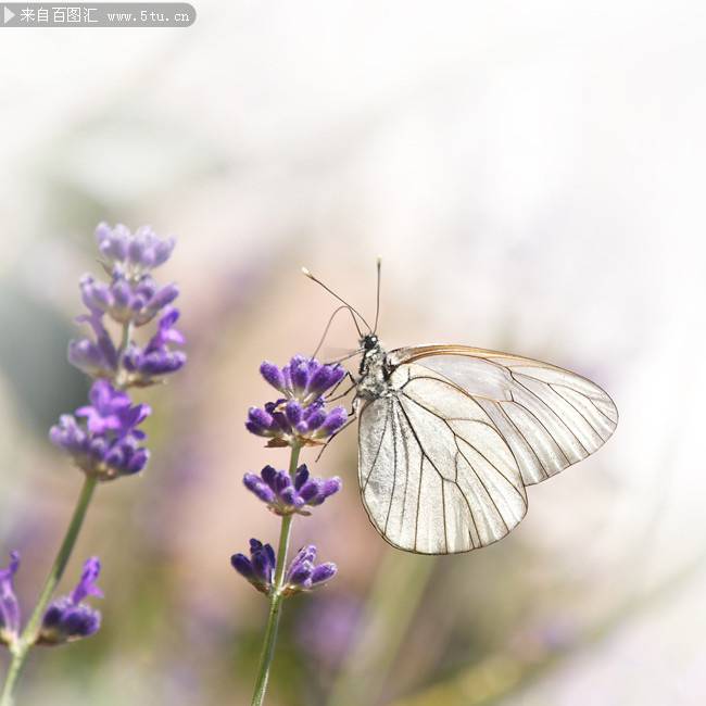 点击大图看下一张：紫色薰衣草上的蝴蝶图片