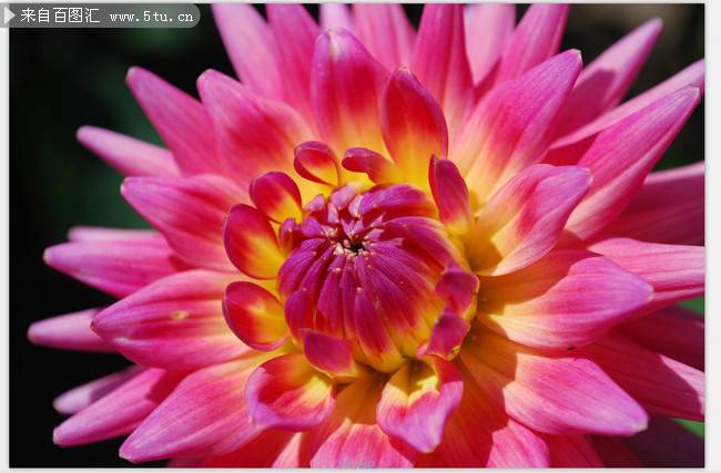 点击大图看下一张：美不胜收的粉红菊花图片