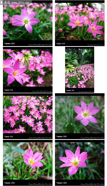 点击大图看下一张：粉红色春天野花摄影图片